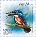 Blyth's Kingfisher Alcedo hercules  2020 Kingfishers 10x4000d booklet