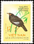Crested Myna Acridotheres cristatellus