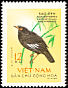 Crested Myna Acridotheres cristatellus  1963 Birds 