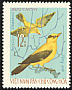 Black-naped Oriole Oriolus chinensis  1966 Birds 
