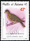 Tongan Ground Dove Pampusana stairi