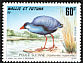 Australasian Swamphen Porphyrio melanotus