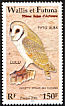 Eastern Barn Owl Tyto javanica