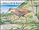 Buff-banded Rail Hypotaenidia philippensis  2021 Birds Sheet