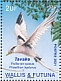 White-tailed Tropicbird Phaethon lepturus