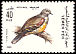 Bruce's Green Pigeon Treron waalia  1988 Birds 