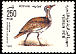 Macqueen's Bustard Chlamydotis macqueenii