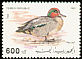 Eurasian Teal Anas crecca