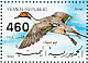 Northern Pintail Anas acuta  1990 Ducks  MS