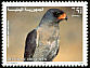 Dark Chanting Goshawk Melierax metabates  1998 Birds of Yemen 