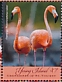 American Flamingo Phoenicopterus ruber  2019 Flamingos Sheet