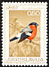 Eurasian Bullfinch Pyrrhula pyrrhula