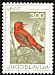 Red Crossbill Loxia curvirostra  1968 Song birds 