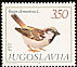House Sparrow Passer domesticus  1982 Birds 