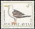 Great Black-backed Gull Larus marinus  1984 Birds 