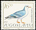 Yellow-legged Gull Larus michahellis  1984 Birds 