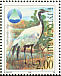 Demoiselle Crane Grus virgo