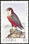 Taita Falcon Falco fasciinucha  1987 Birds 