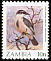 Babbling Starling Neocichla gutturalis  1987 Birds 