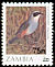 Olive-flanked Ground Robin Cossypha anomala  1988 Birds 