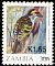 Miombo Pied Barbet Tricholaema frontata  1988 Birds 