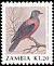 Western Bronze-naped Pigeon Columba iriditorques  1990 Birds 