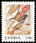 Livingstone's Flycatcher Erythrocercus livingstonei  1991 Birds 