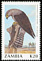 Dickinson's Kestrel Falco dickinsoni  1991 Birds 