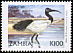 African Sacred Ibis Threskiornis aethiopicus  1999 Definitives 