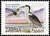 Black-crowned Night Heron Nycticorax nycticorax  1999 Definitives 