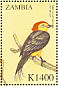 Wire-tailed Manakin Pipra filicauda  2000 Birds of the world Sheet