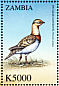 Pin-tailed Sandgrouse Pterocles alchata  2000 Birds of the world  MS