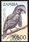 Amazonian Umbrellabird Cephalopterus ornatus  2000 Birds of the tropics 