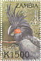 Palm Cockatoo Probosciger aterrimus