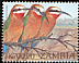 White-fronted Bee-eater Merops bullockoides  2002 Bee-eaters 