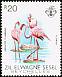 Greater Flamingo Phoenicopterus roseus  1983 Birds 