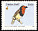 Black-collared Barbet Lybius torquatus  2005 Birds of Zimbabwe 