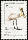 Eurasian Spoonbill Platalea leucorodia  1989 Birds 