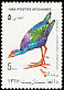 Grey-headed Swamphen Porphyrio poliocephalus