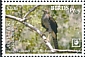 Henst's Goshawk Accipiter henstii  2018 Birds of prey White frames