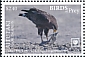 Cuban Black Hawk Buteogallus gundlachii  2018 Birds of prey White frames