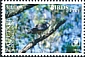 Pacific Baza Aviceda subcristata  2018 Birds of prey White frames