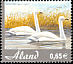 Whooper Swan Cygnus cygnus  2005 Newly immigrated birds 