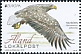 White-tailed Eagle Haliaeetus albicilla  2019 Europa 