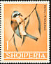 Eurasian Penduline Tit Remiz pendulinus  1964 Albanian birds 