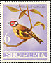 European Goldfinch Carduelis carduelis