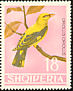 Eurasian Golden Oriole Oriolus oriolus