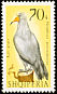 Egyptian Vulture Neophron percnopterus