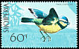 Eurasian Blue Tit Cyanistes caeruleus  1971 Birds 