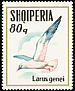 Slender-billed Gull Chroicocephalus genei  1973 Sea birds 